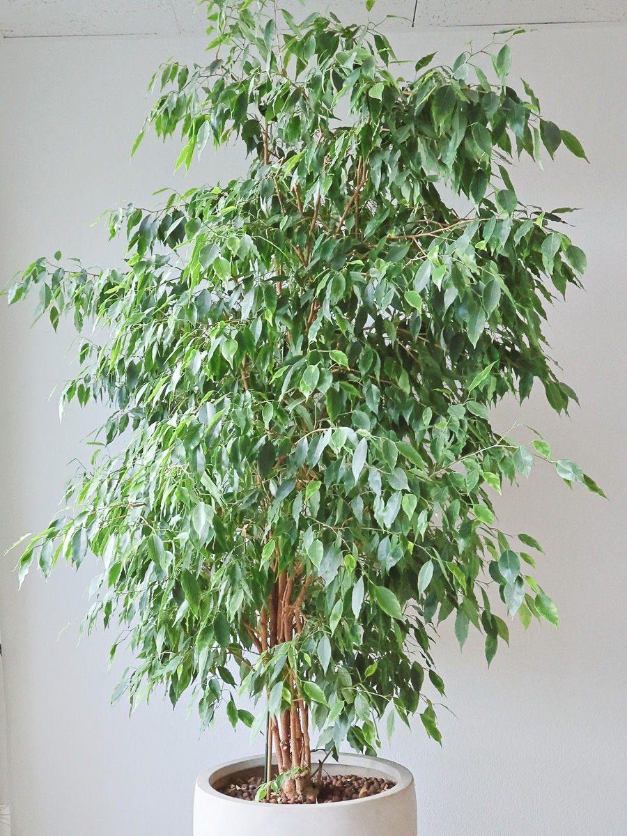 Ficus Pflanze